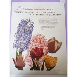 Ancienne publicité originale couleur pour les fleurs de Hollande 1949