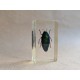Inclusion résine insectes