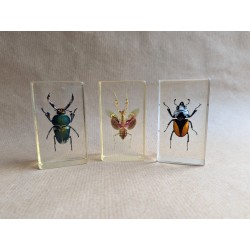 Inclusion résine insectes